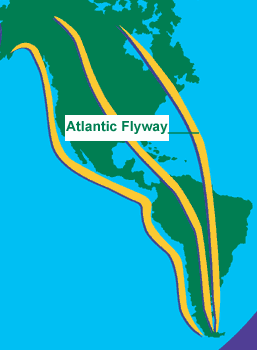 Atlantic Flyway