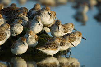 Western sandpipers