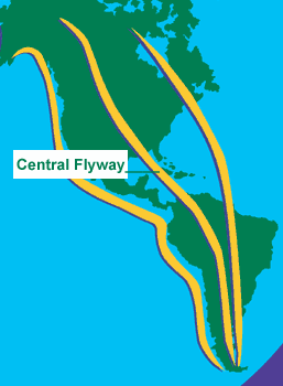 American Central Flyway
