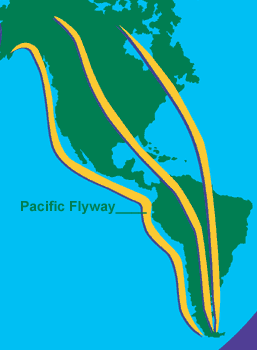 American Pacific Flyway
